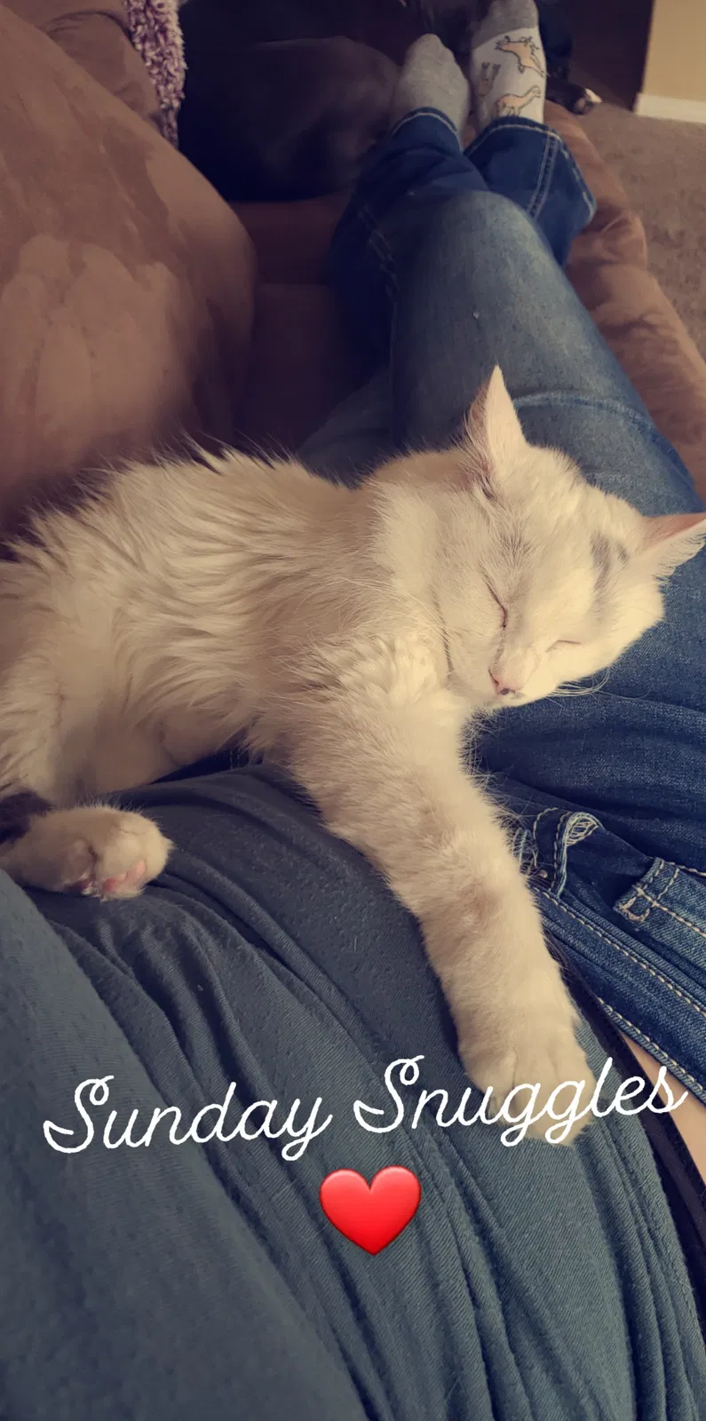 Lost cat in Sparks, NV, 89441