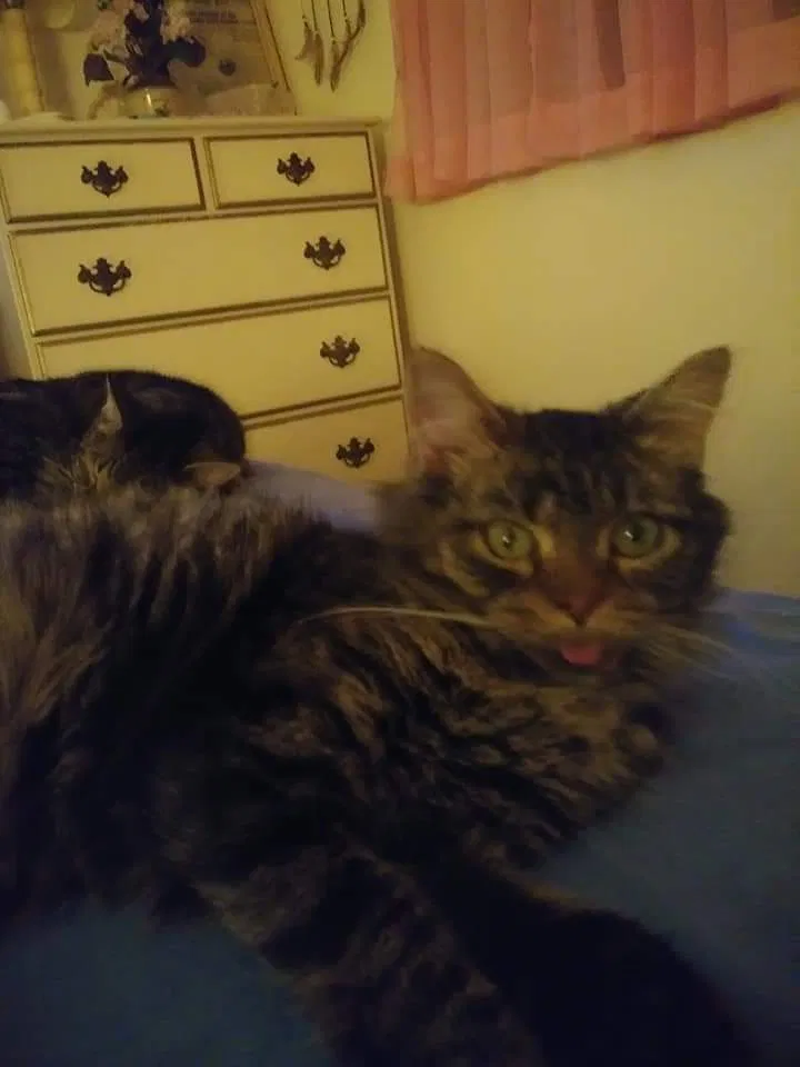 Lost cat in Cocoa, FL, 32922