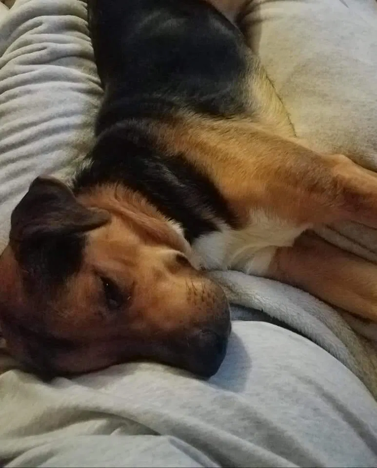 Found dog in Beckley, WV, 25801