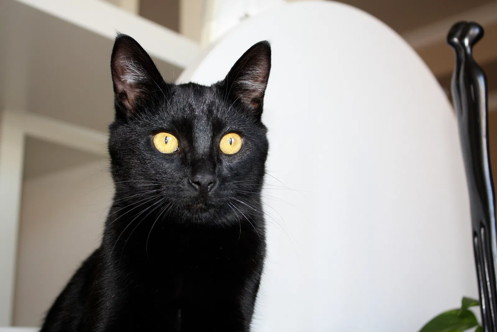 Lost cat in Saratoga, CA, 95070