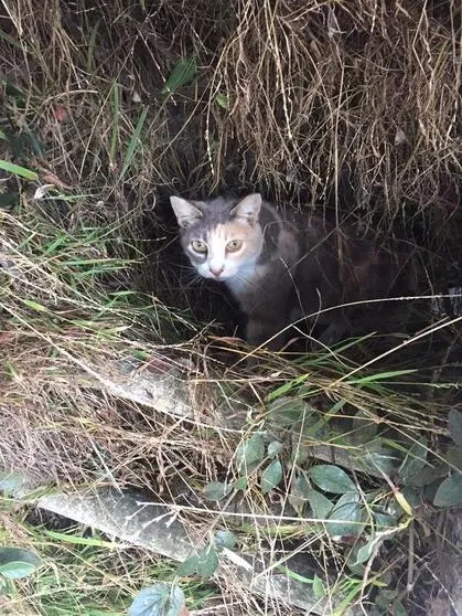 Lost cat in San Francisco, CA, 94112