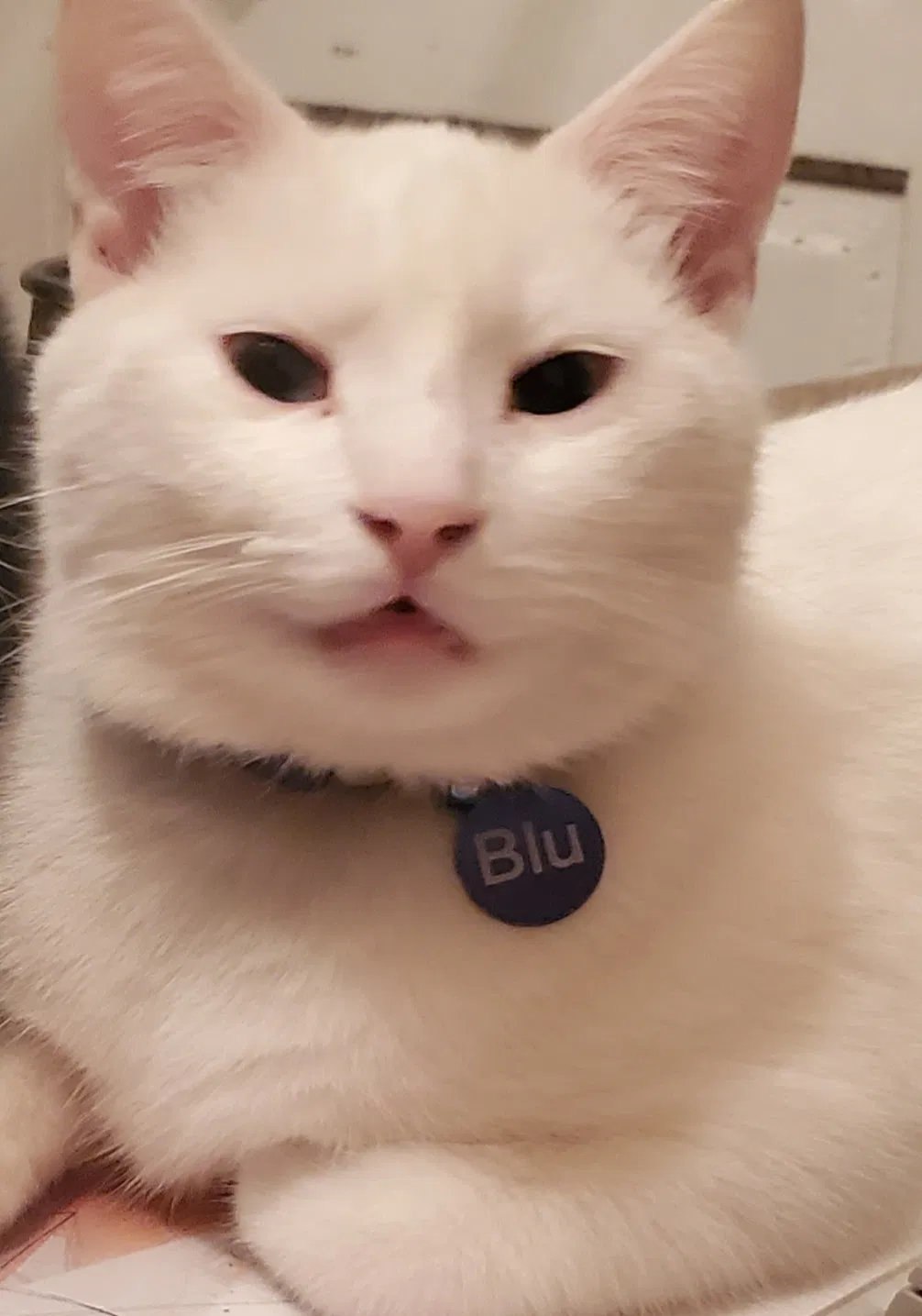 Lost cat in Harrisburg, PA, 17103