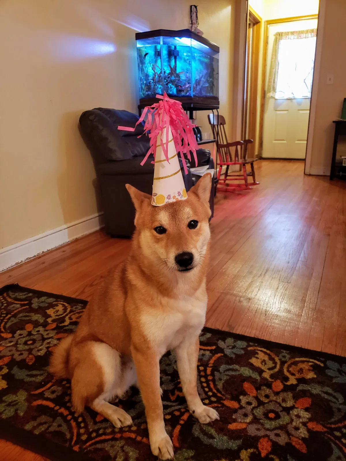 Lost dog in Saint Paul, MN, 55106