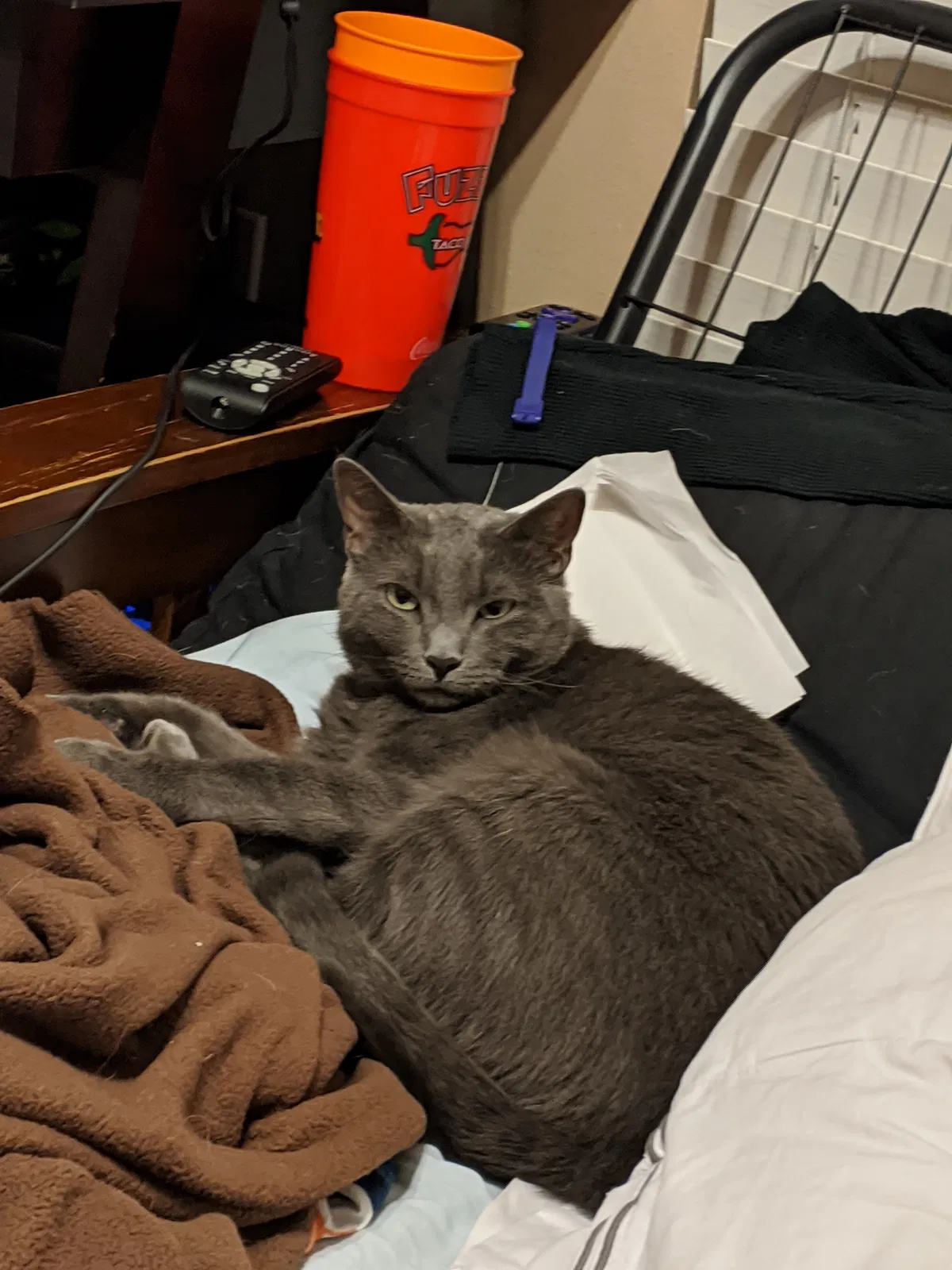 Lost cat in Baton Rouge, LA, 70820