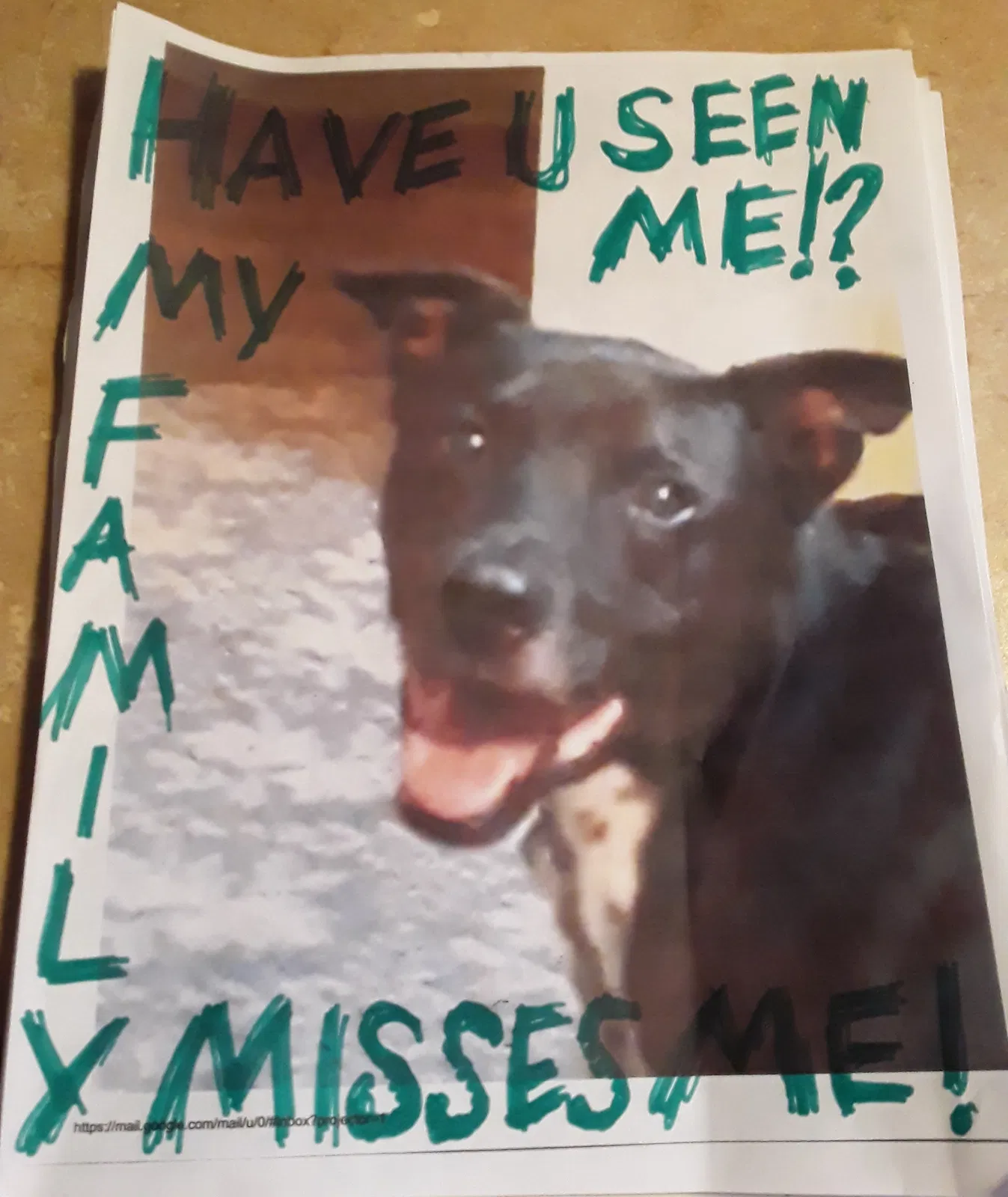 Lost dog in New Smyrna Beach, FL, 32168