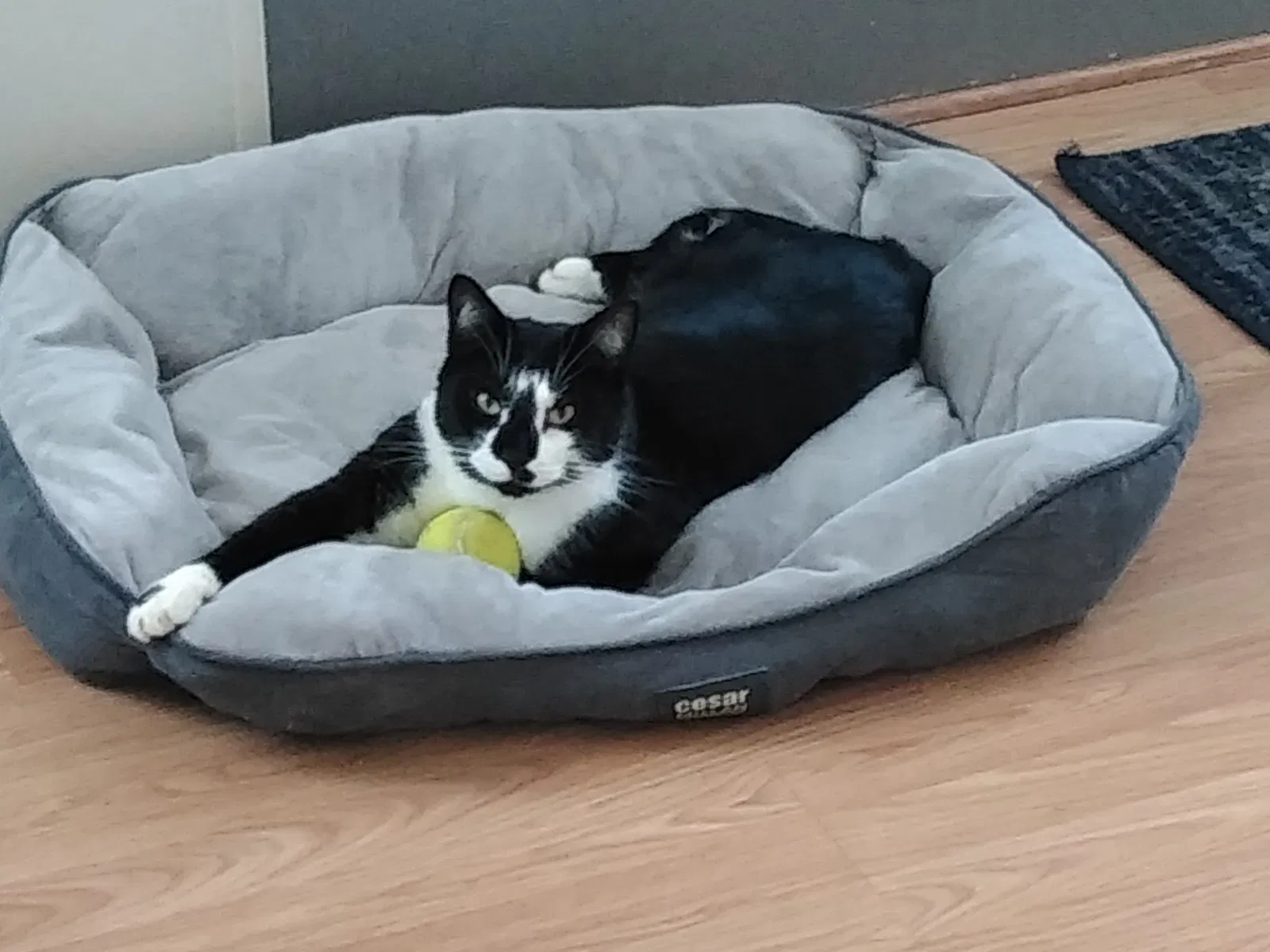 Lost cat in Shelby, NC, 28150