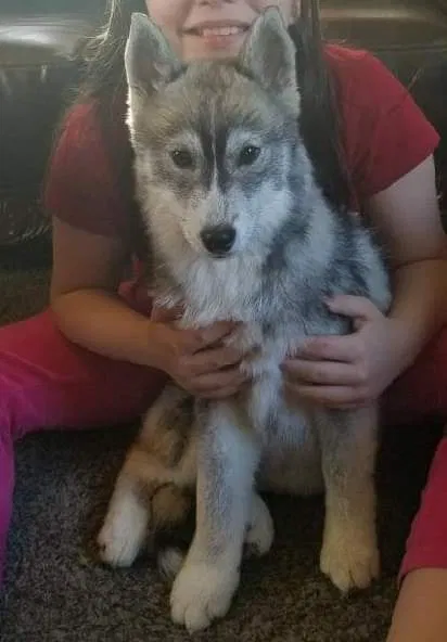 Lost dog in Romulus, MI, 48174