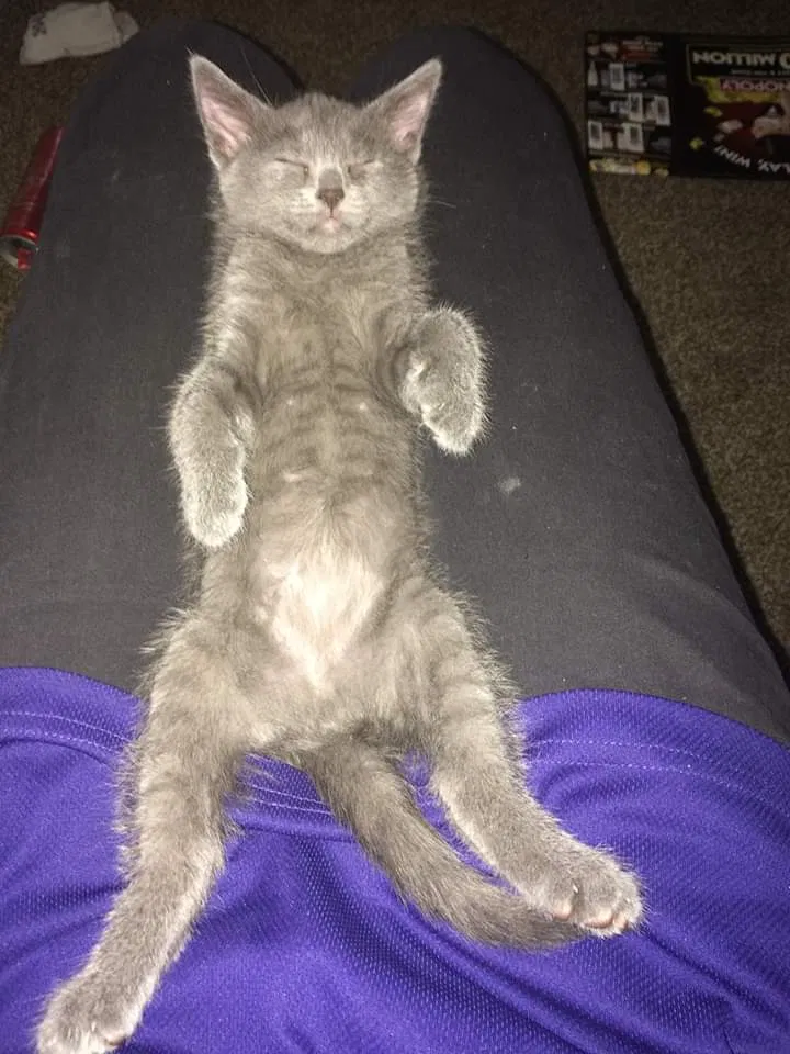 Lost cat in Tempe, AZ, 85281
