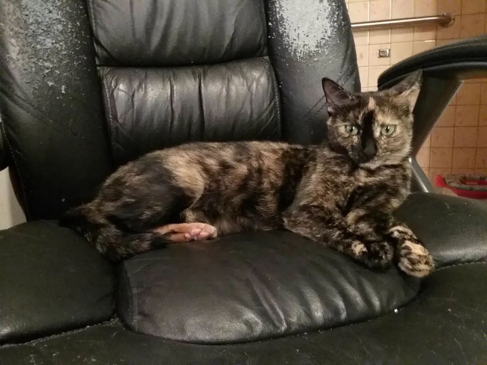 Lost cat in Burlington, NJ, 8016