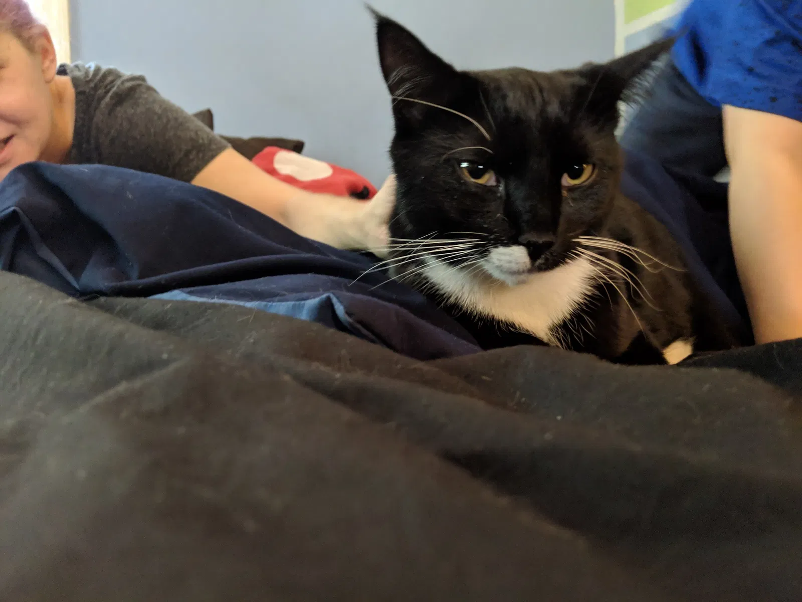 Lost cat in Burlington, NJ, 8016