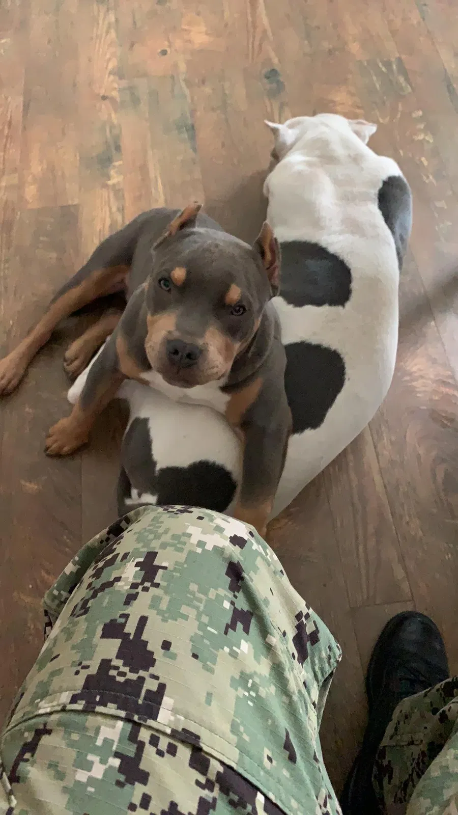 Lost dog in Norfolk, VA, 23504