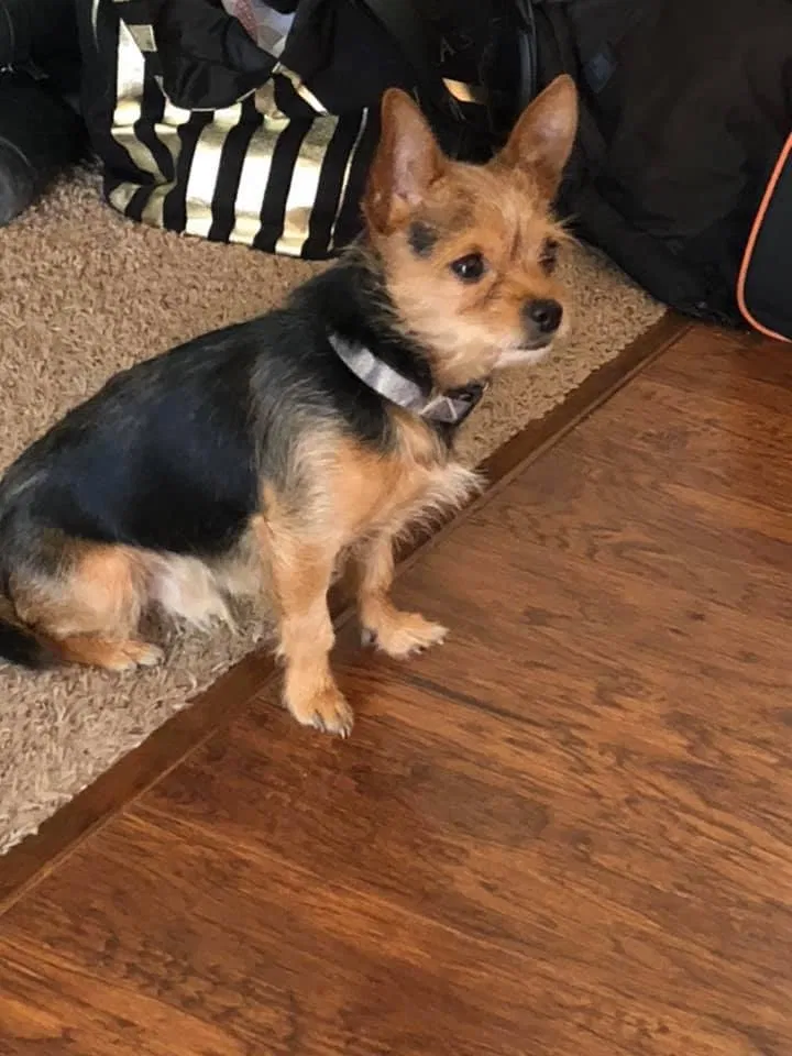 Lost dog in Franklin, OH, 45005