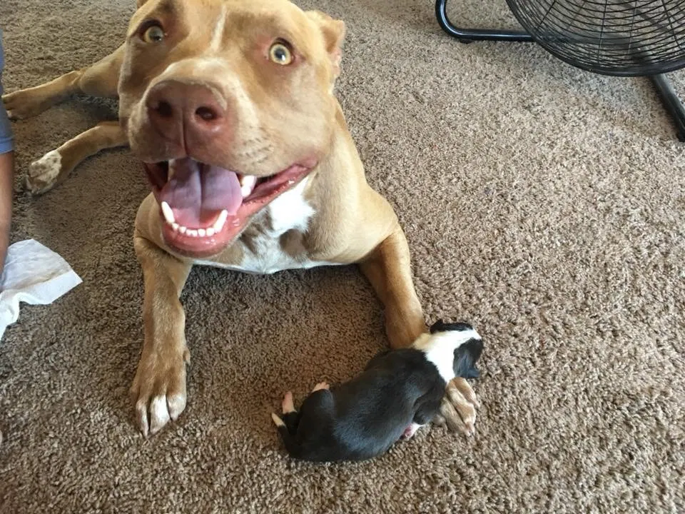 Lost dog in Sunland Park, NM, 88063