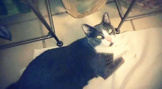 Lost cat in Orlando, FL, 32807