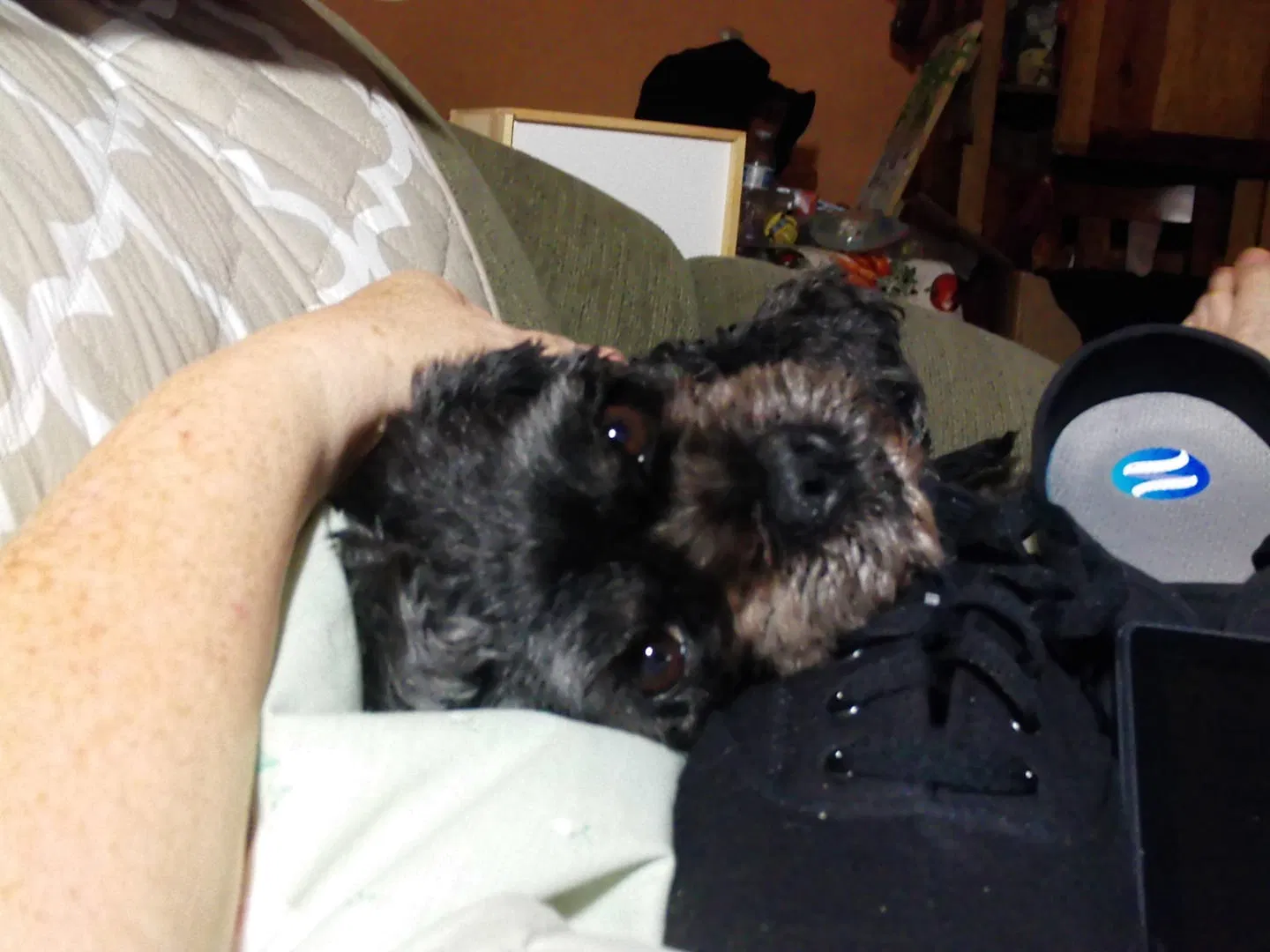 Lost dog in Dunedin, FL, 34698