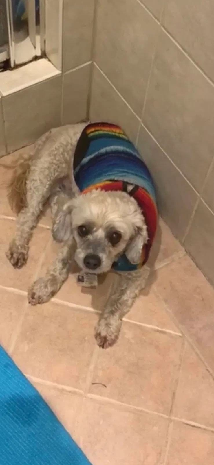 Lost dog in Pittsburg, CA, 94565