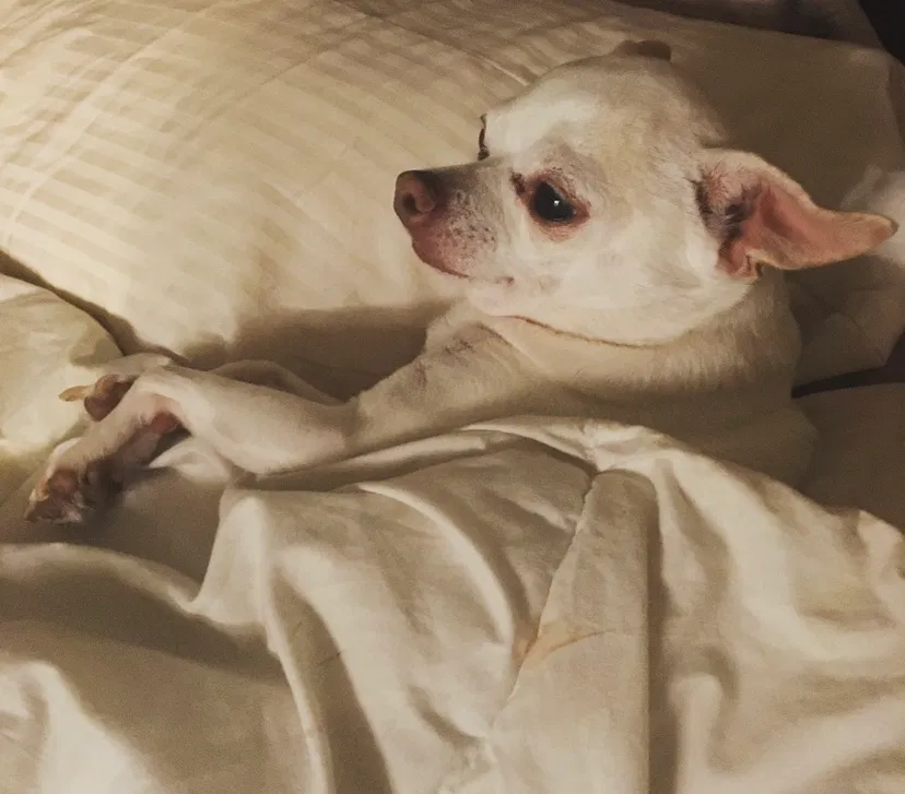 Lost dog in Belle Chasse, LA, 70037