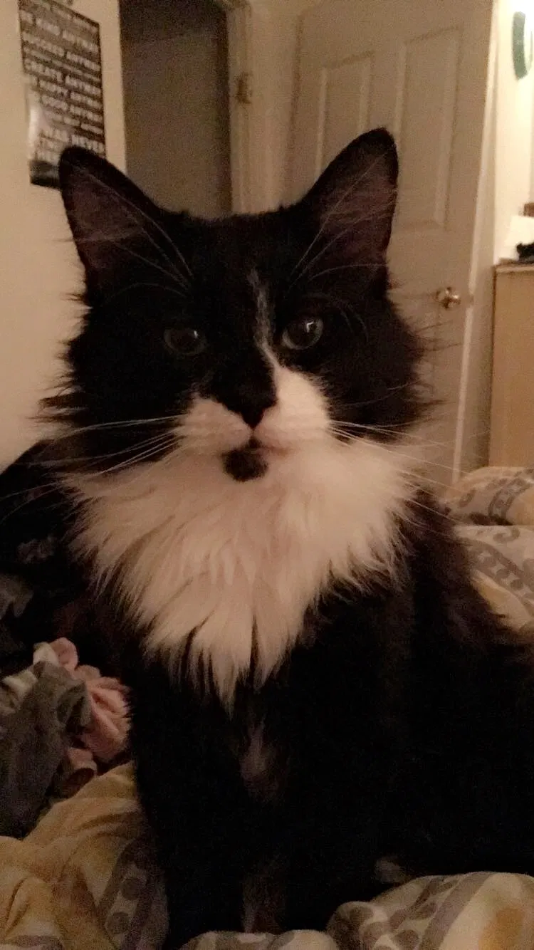 Lost cat in Dayton, OH, 45432