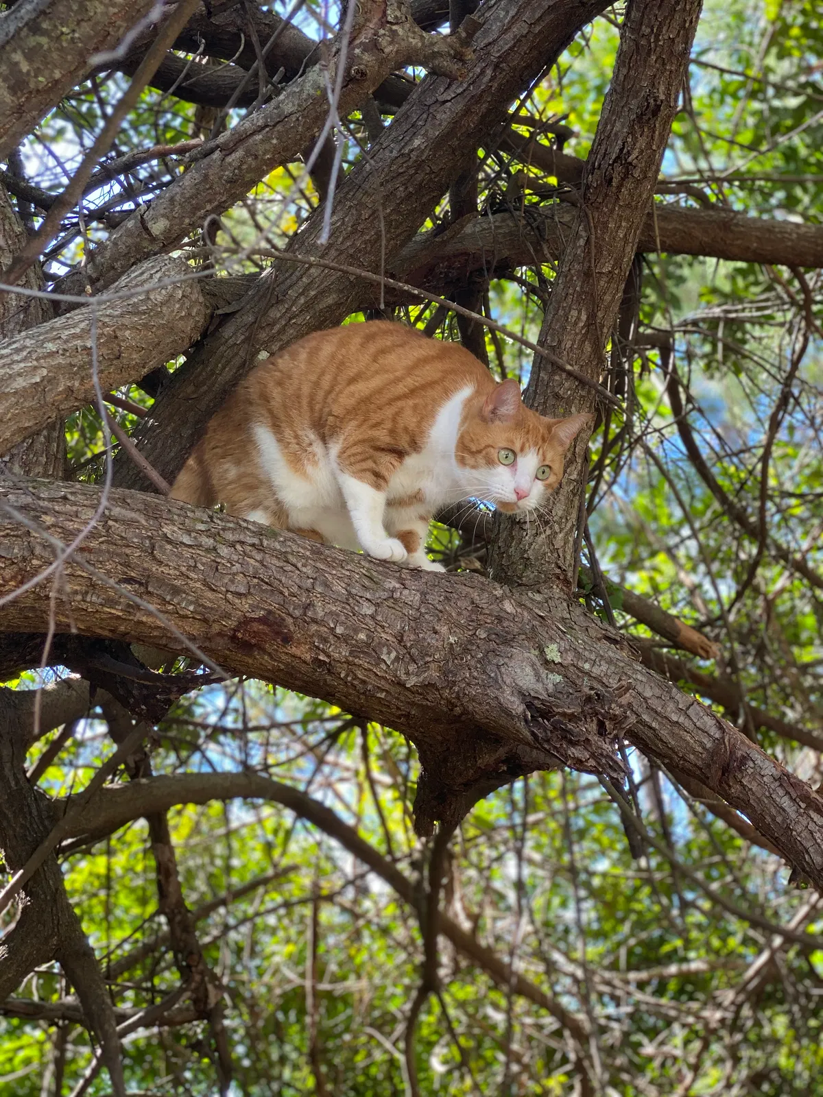 Lost cat in Port Charlotte, FL, 33981