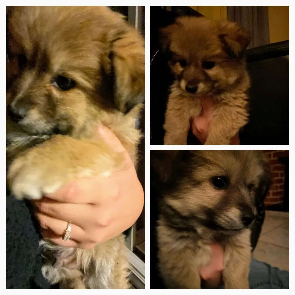 Lost dog in La Puente, CA, 91746