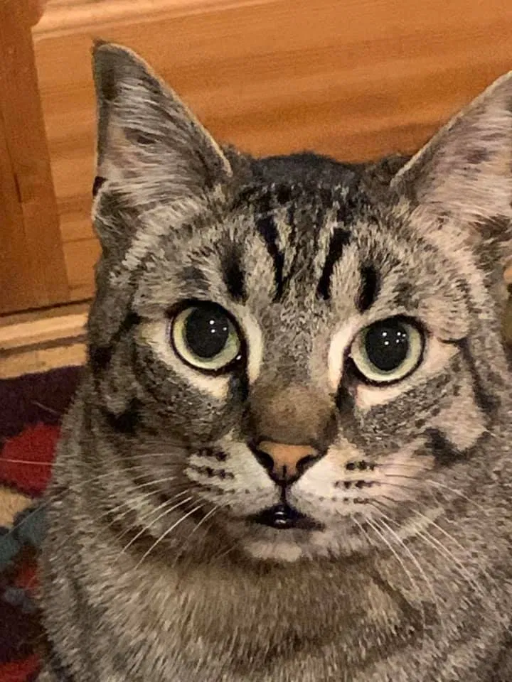 Lost cat in Seattle, WA, 98115