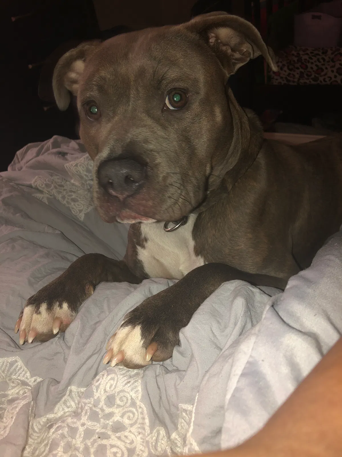 Lost dog in Memphis, TN, 38141