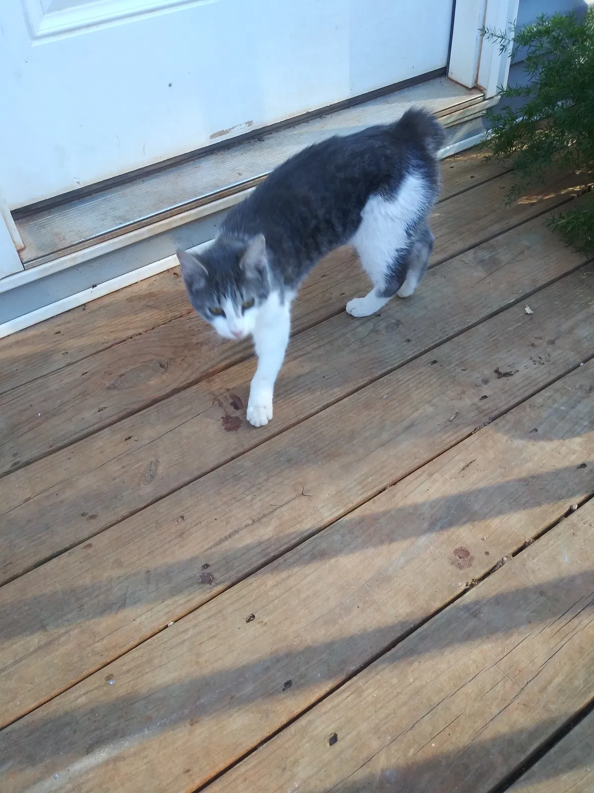 Lost cat in Forest City, NC, 28043