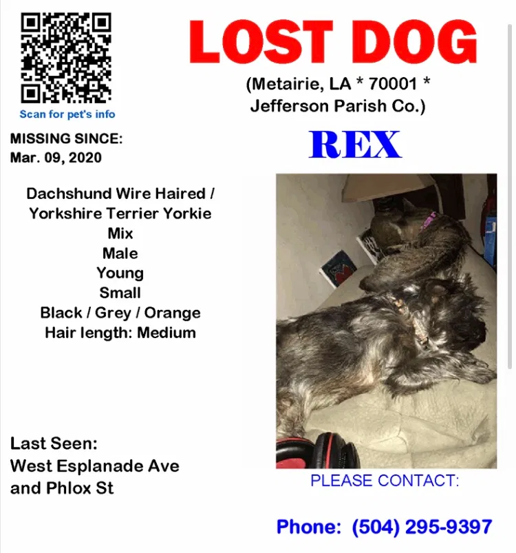 Lost dog in Metairie, LA, 70001