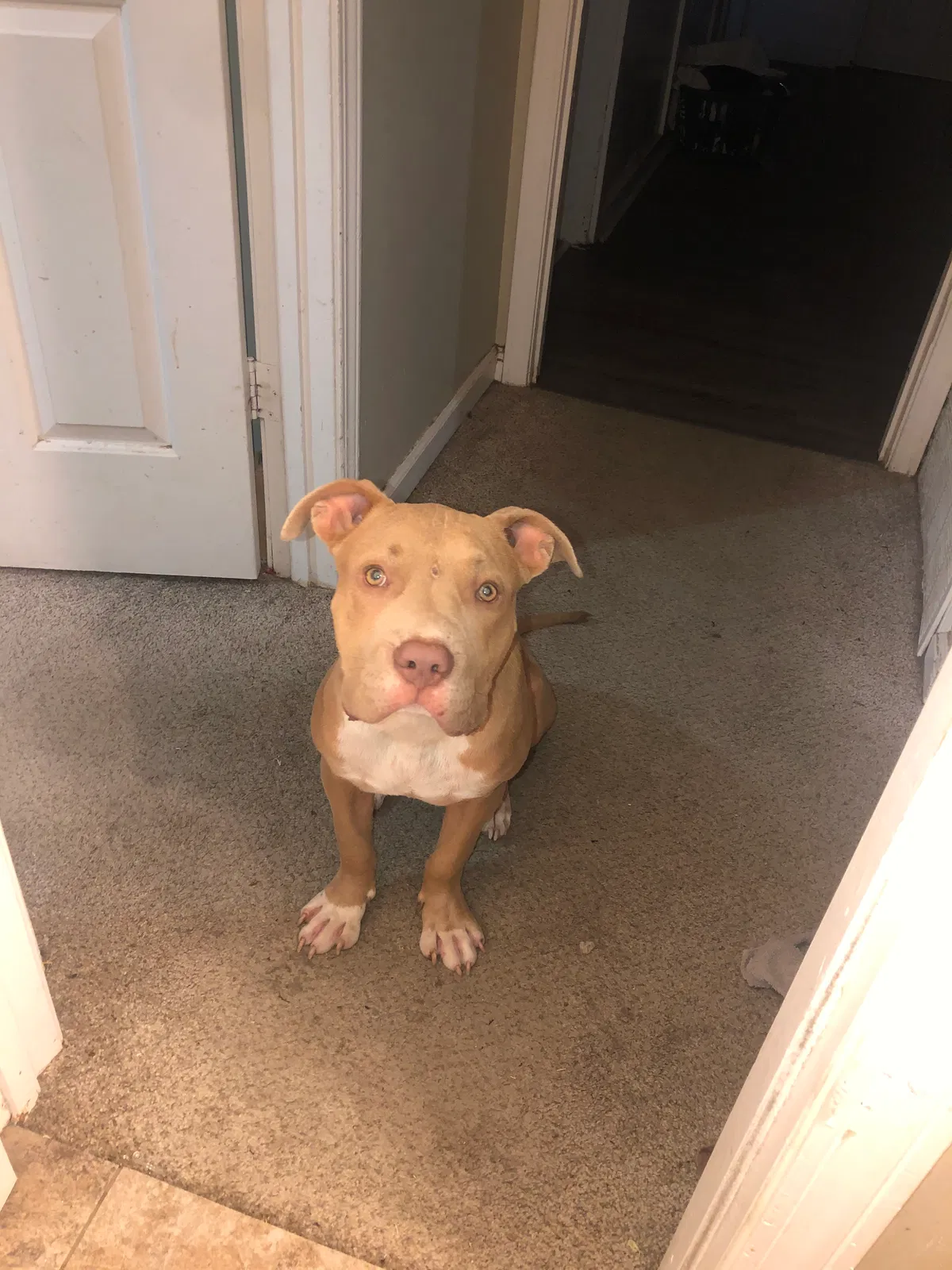 Lost dog in Memphis, TN, 38141