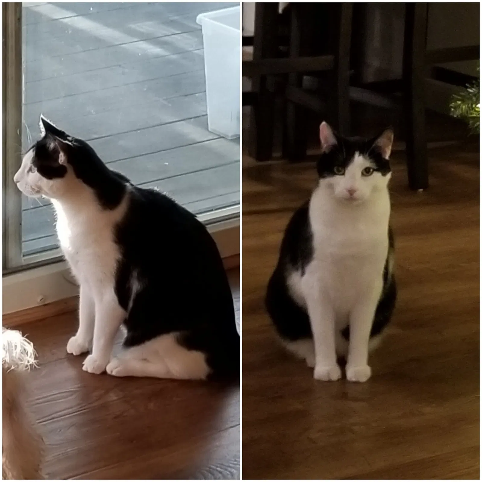 Lost cat in Greensburg, PA, 15601