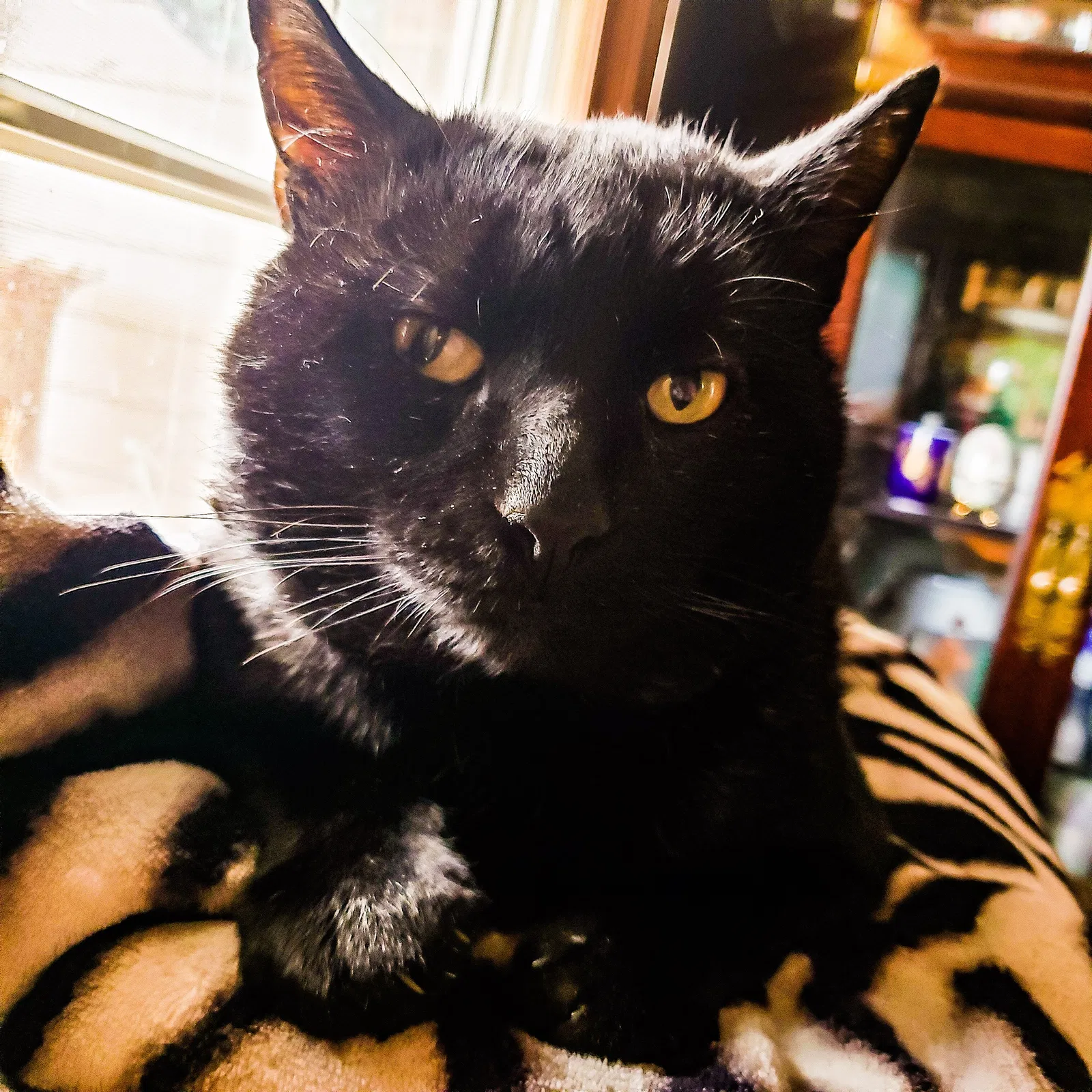 Lost cat in Mechanicsburg, PA, 17050