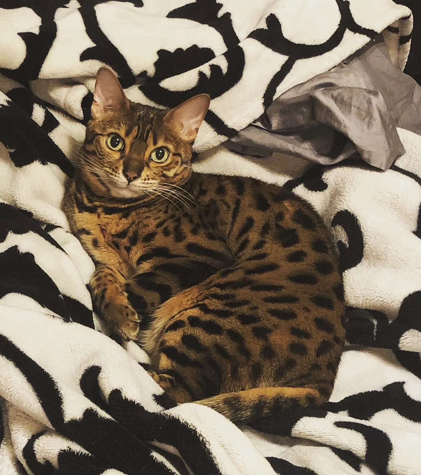 Lost cat in Glendale, AZ, 85308