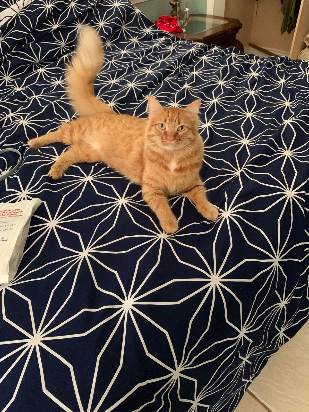 Lost cat in Manteca, CA, 95336