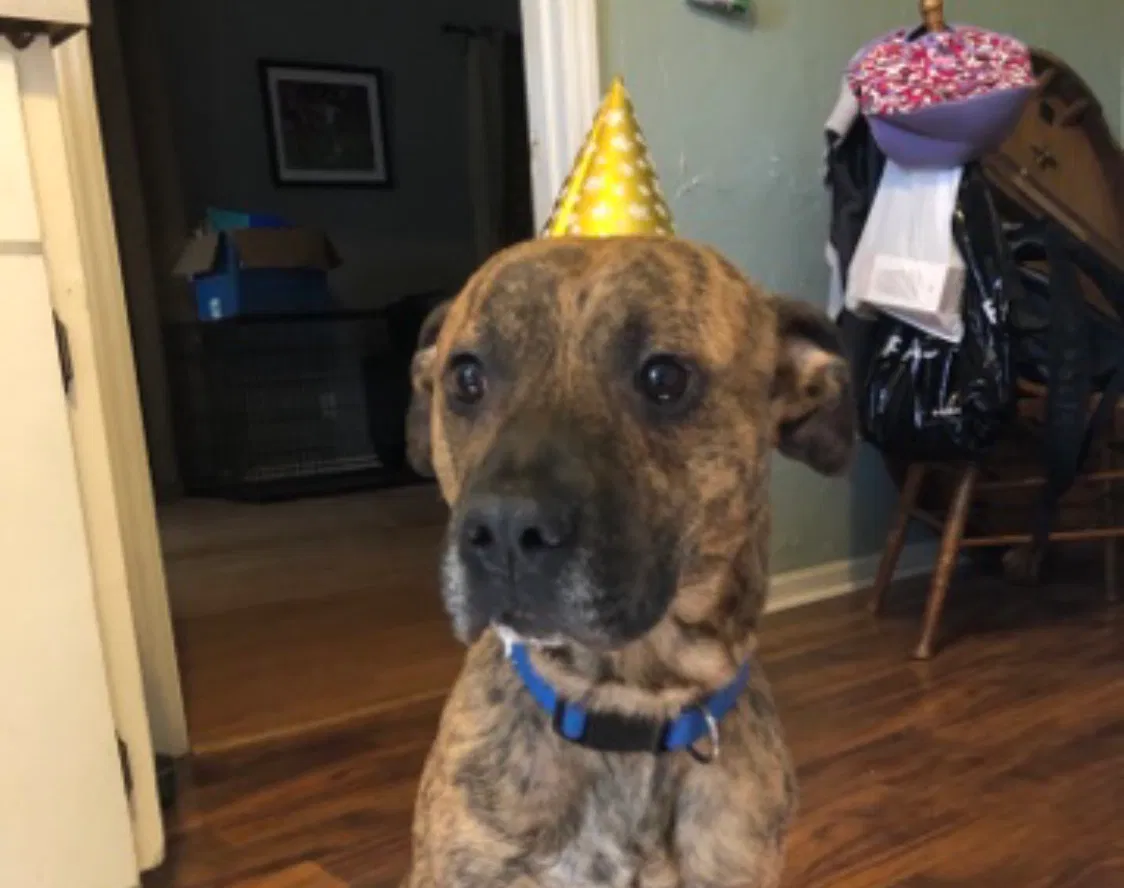 Lost dog in Charlotte, NC, 28275