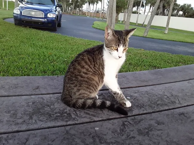 Lost cat in Orlando, FL, 32839