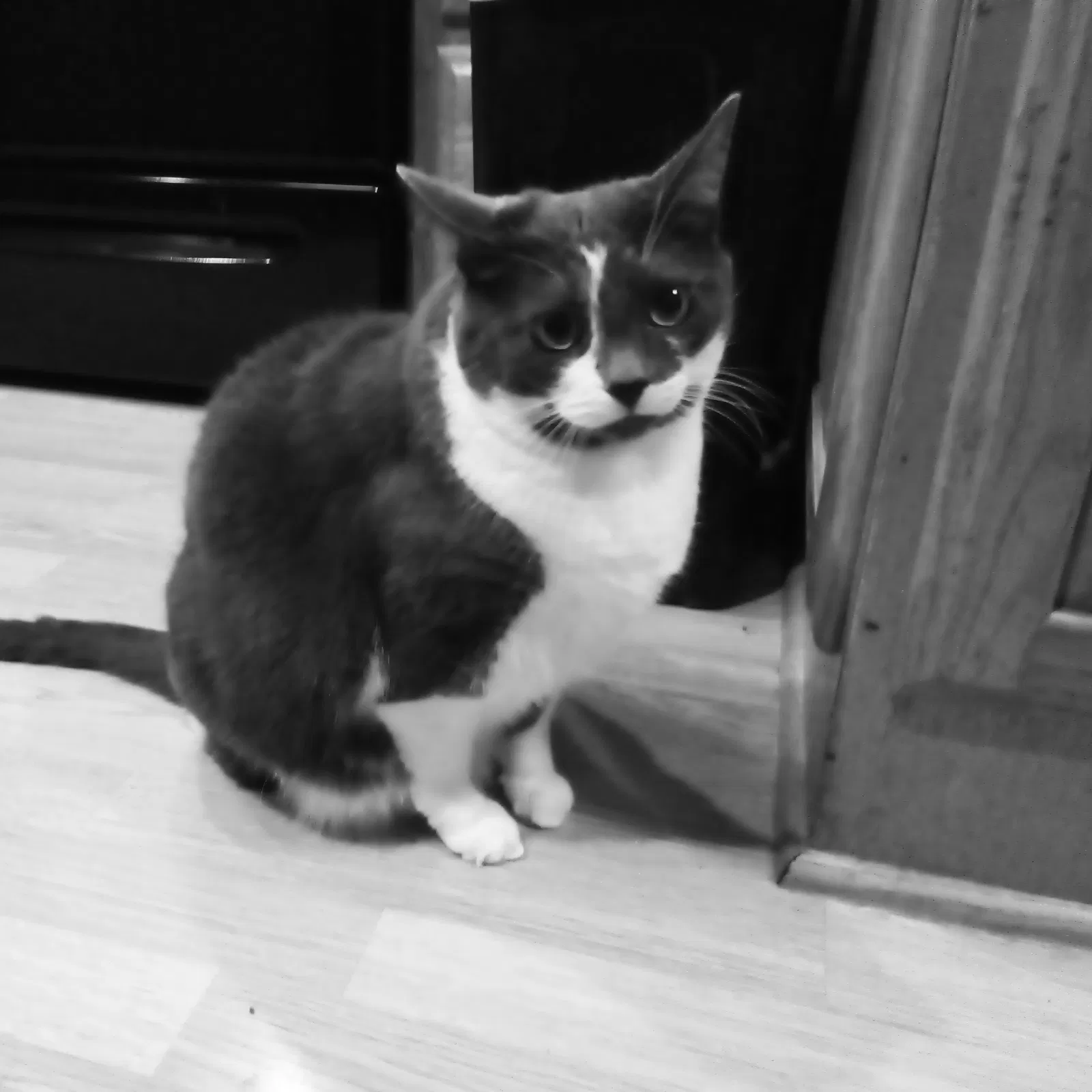 Lost cat in Everett, WA, 98203