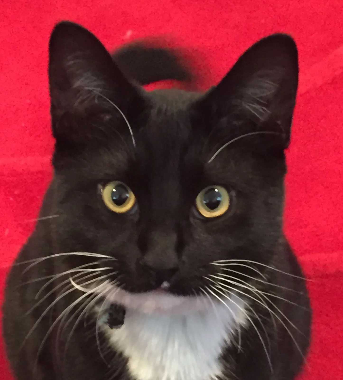 Lost cat in Seattle, WA, 98133