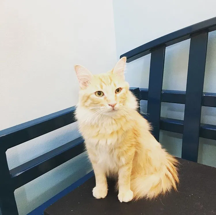 Lost cat in Henrico, VA, 23294