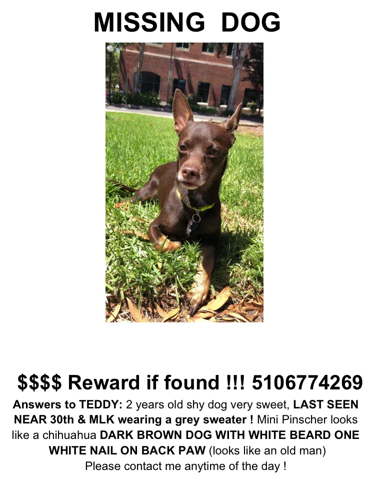 Lost dog in Oakland, CA, 94609