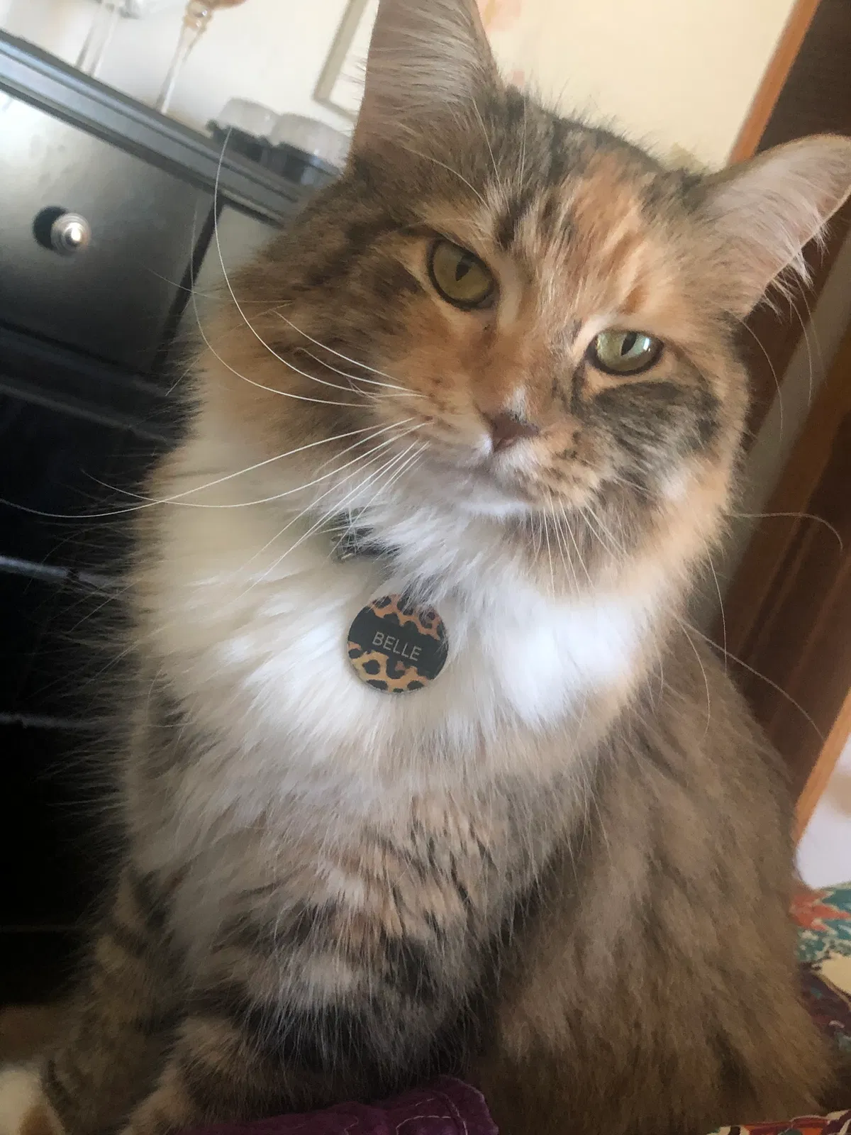 Lost cat in Fort Lee, VA, 23801