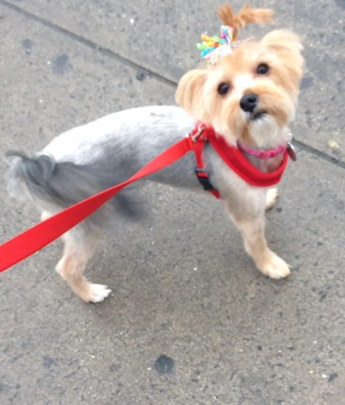 Lost dog in Bronx, NY, 10455