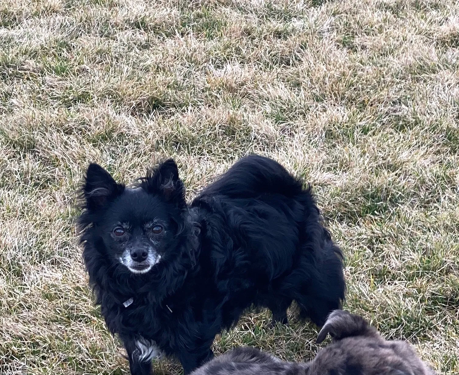 Lost dog in Kent, WA, 98032