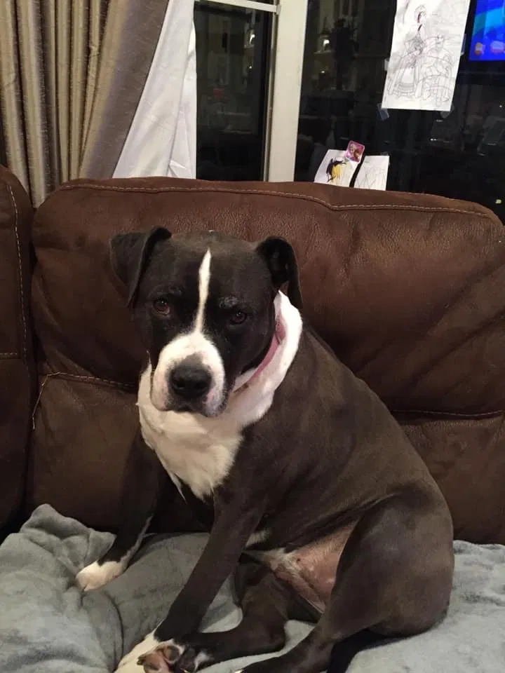 Lost dog in Edison, NJ, 8817