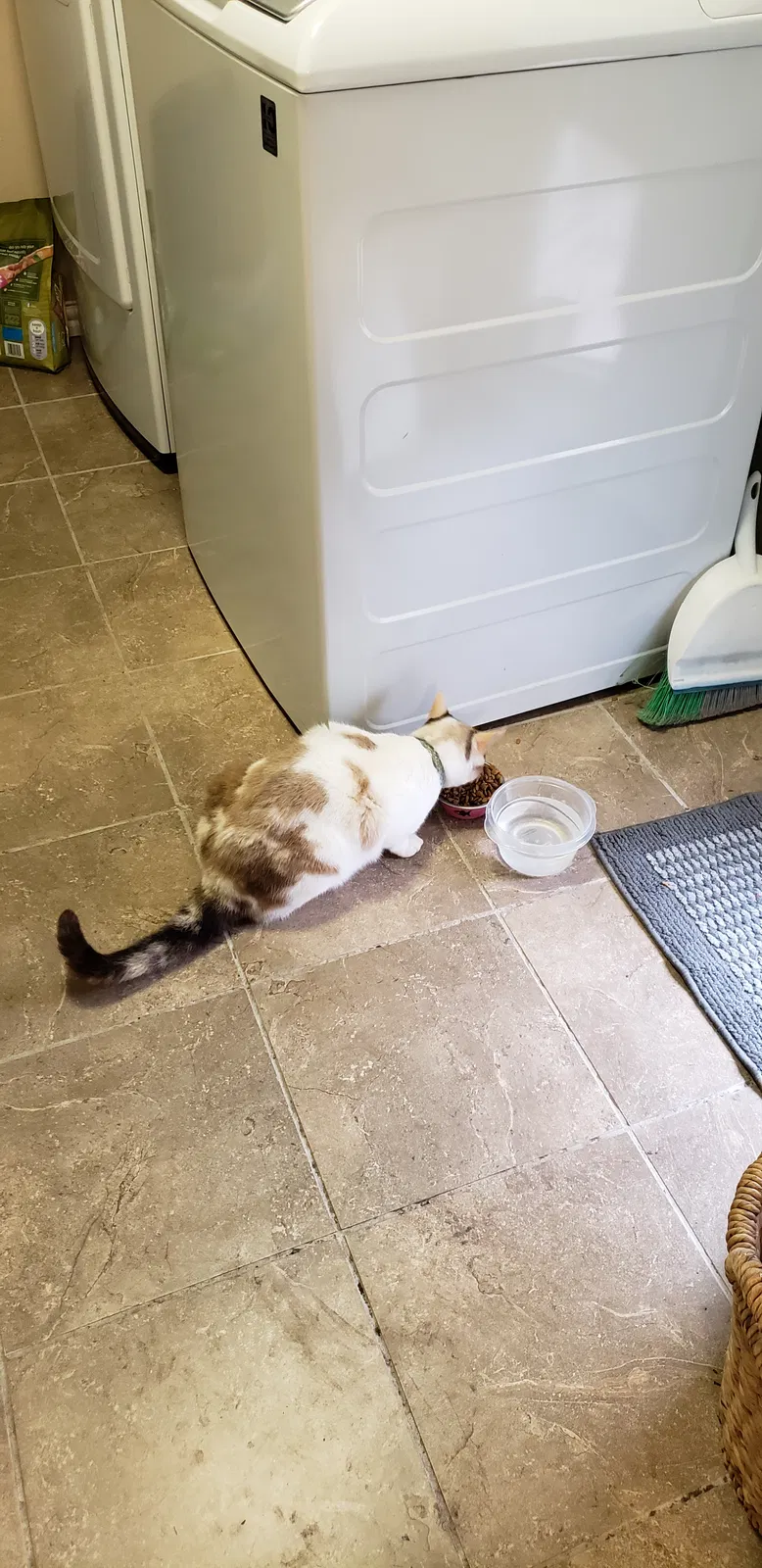 Lost cat in Temple, TX, 76502