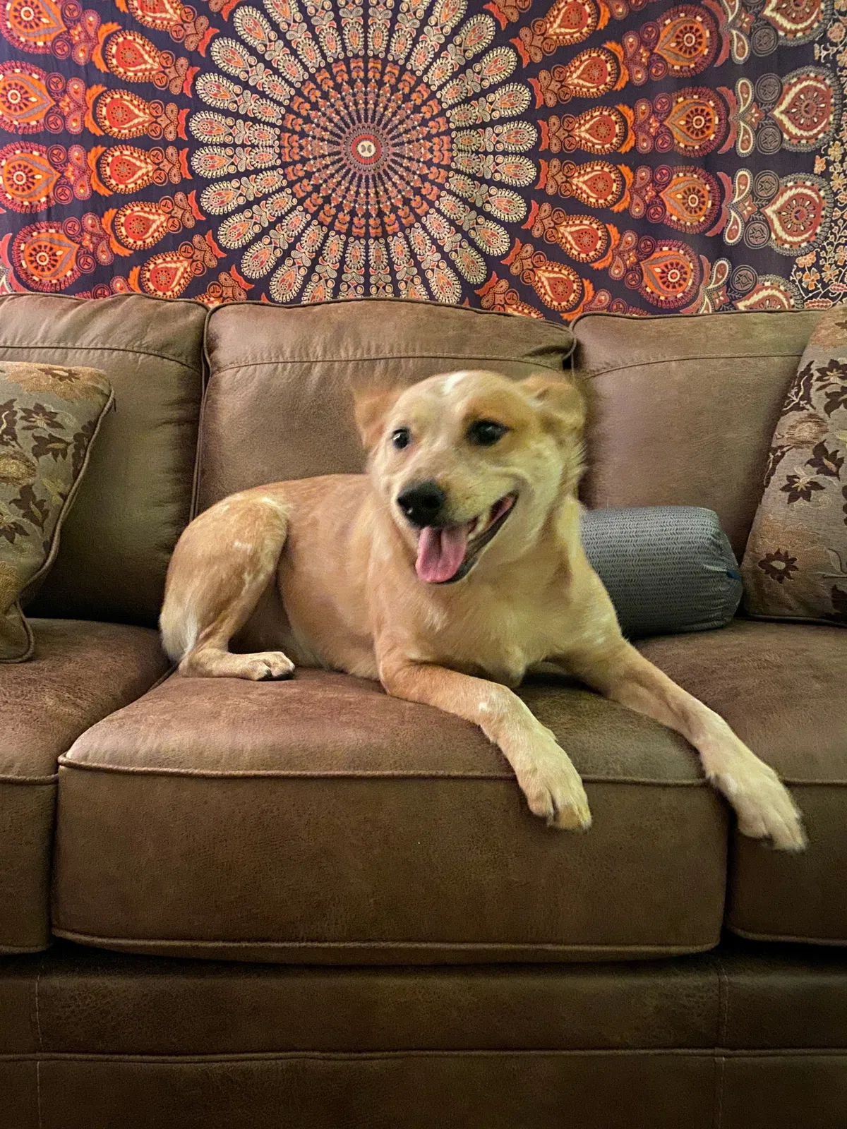 Lost dog in Pocatello, ID, 83201