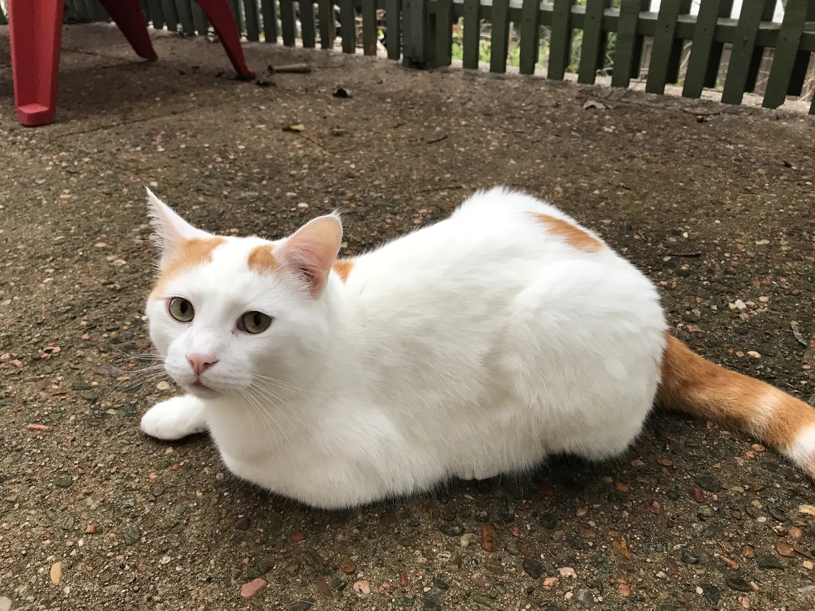Lost cat in Austin, TX, 78731