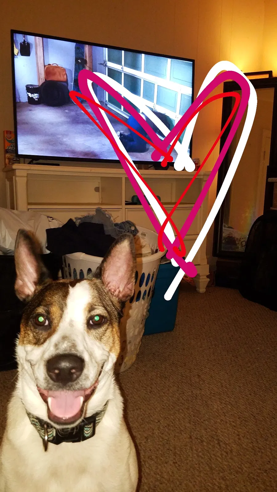 Lost dog in Metairie, LA, 70003