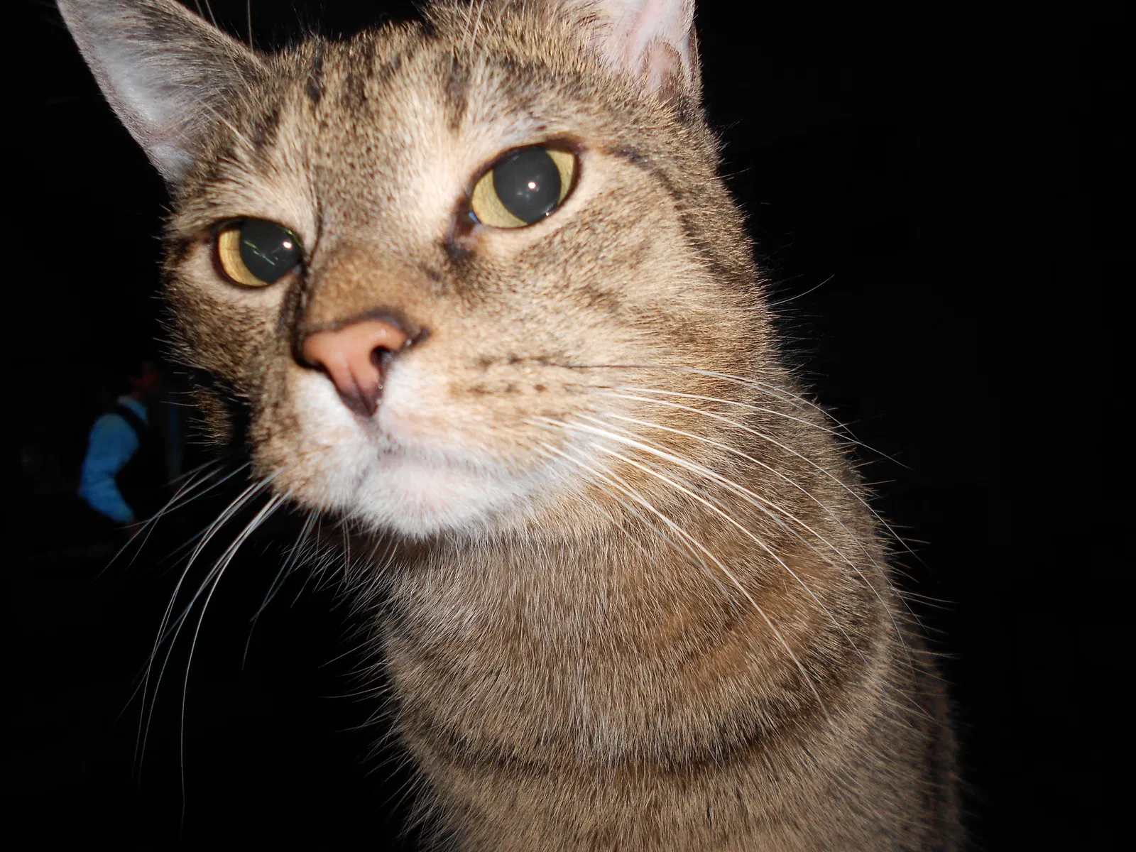 Lost cat in Harrisburg, PA, 17103