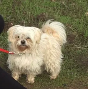 Lost dog in Hollister, CA, 95023