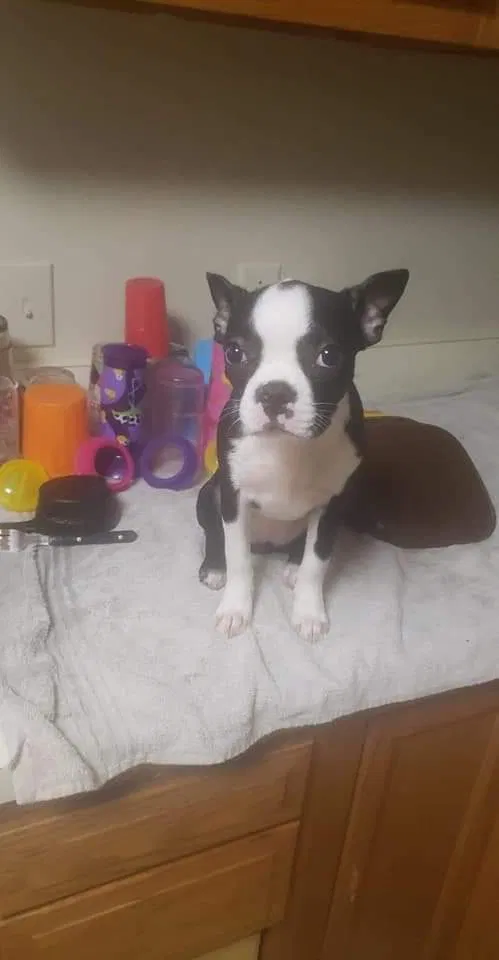 Lost dog in Lavalette, WV, 25535
